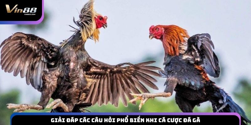 Giải đáp các câu hỏi phổ biến khi cá cược đá gà