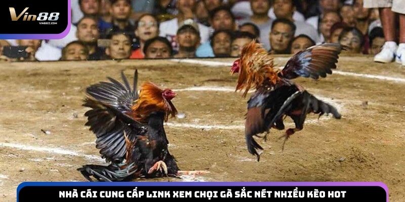 Nhà cái cung cấp link xem chọi gà sắc nét nhiều kèo hot